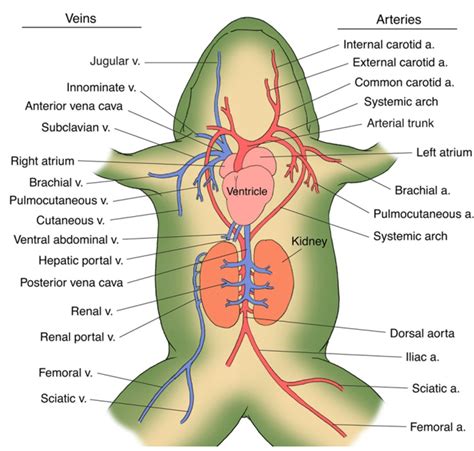 Frog: Circulatory System - W3schools