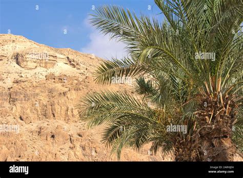 Israel palm trees hi-res stock photography and images - Alamy