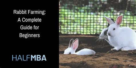 Rabbit Farming: A Complete Guide For Beginners | Half MBA