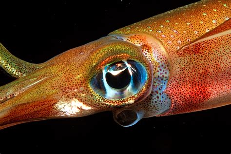 Squid eyes reveal molecular secrets for smart lenses