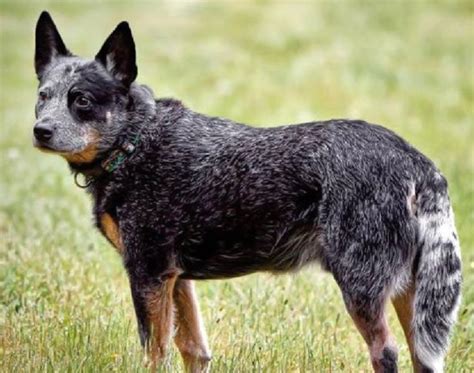 20 Australian Cattle Dog (Heeler) Mix Breeds – The Popular and Adorable Hybrid Dogs | PetPress ...