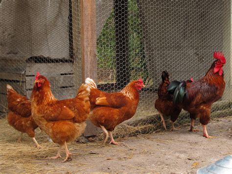 Chickens (Gallus gallus domesticus) | chickens at the Marjor… | Flickr