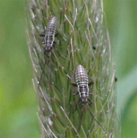 small grey bugs - Leptopterna dolabrata - BugGuide.Net