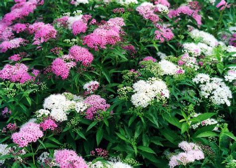 Spiraea japonica ‘Shirobana’ | Kiefer Nursery: Trees, Shrubs, Perennials