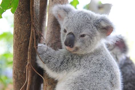 Gold Coast koalas get 90,000 extra eucalyptus trees to help protect ...