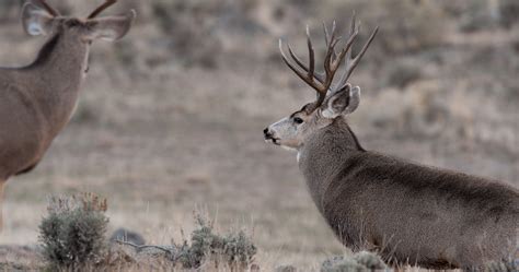 Utah announces changes to 2021 hunting season // GOHUNT. The Hunting Company