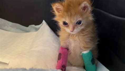 Who was Tater Tot? Disabled viral kitten's cause of death, instagram, memes and more - Opoyi