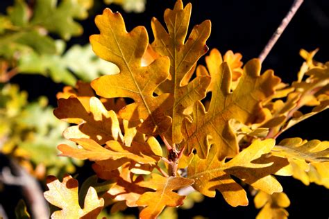 Free picture: scrub oak tree, oak leaves, autumn
