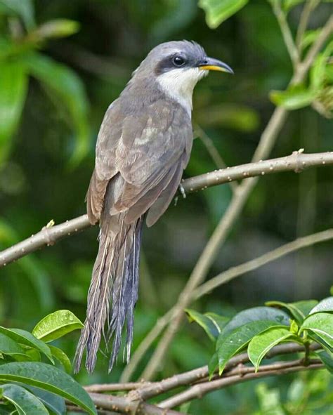 Mangrove Cuckoo Cuckoo, Birds, Bird Species, Animals, Animales, Animaux ...