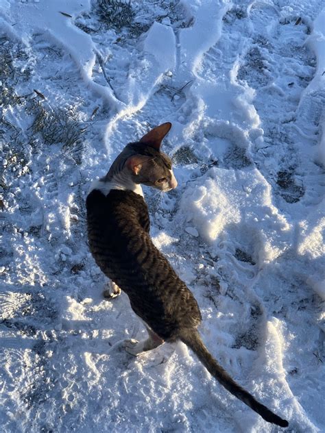 Cornish in snow : r/cornishrex