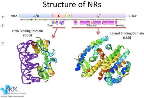 Nuclear Receptor Superfamily - Read about their structure