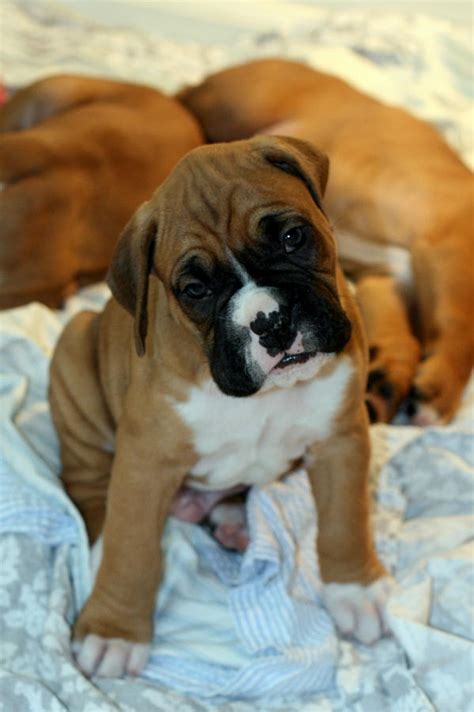 Fawn Boxer Puppies Photograph by Brett Friend