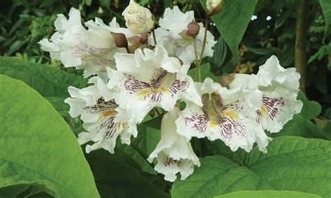 Northern Catalpa | Knowledgebase | Johnson's Nursery