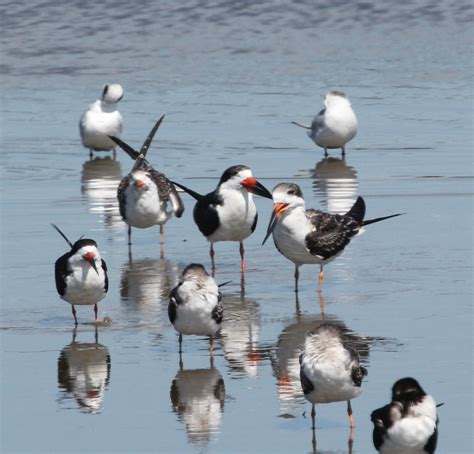 On the Wing: Rare Birds and Fall Migration on Virginia's Eastern Shore