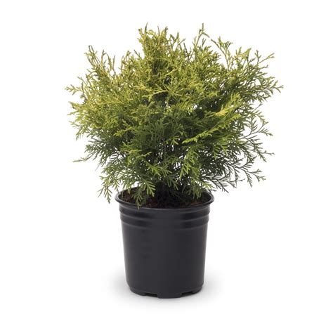 2.5-Quart Golden Globe Arborvitae Accent Shrub in Pot (L3952) at Lowes.com