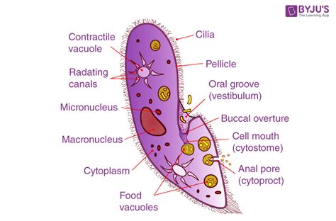 Difference between Apicomplexa and Ciliophora