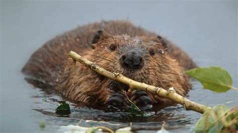 Beaver Wallpapers - Top Free Beaver Backgrounds - WallpaperAccess