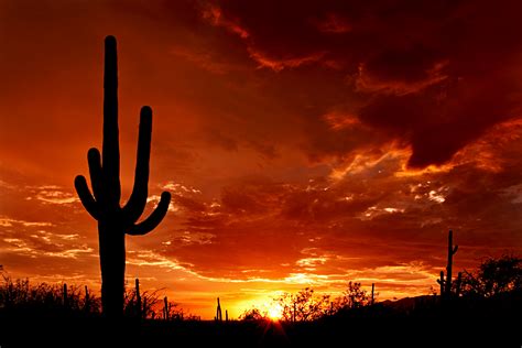 File:Saguaro Sunset.jpg - Wikimedia Commons