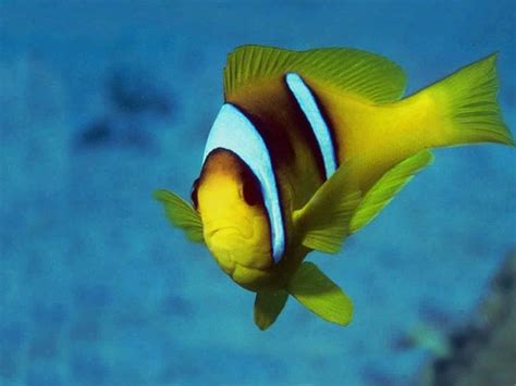 Fish Wallpapers,Fish Pictures,Fish Photos: Tropical Fish Wallpapers