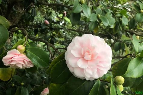 Camellia Flower Meaning, Symbolism, and Uses You Should Know - GrowingVale