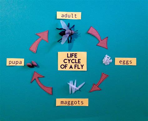 Life Cycle Of A Fly - Tabby's Blog