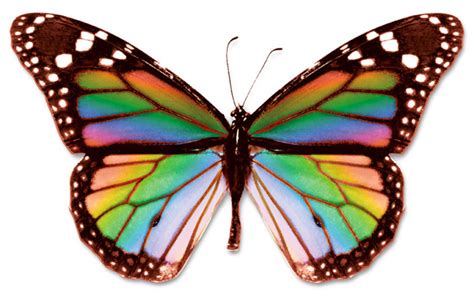 Rainbow Butterfly | Poets