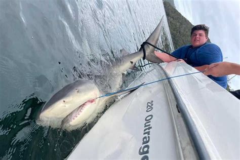 Exclusive Video: Mosman teenager hooks monster 2.8-metre bull shark in ...