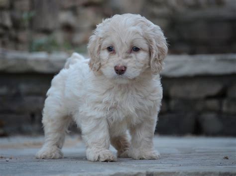 Cockapoo Puppies for Sale - Family-Raised with Health Guarantee