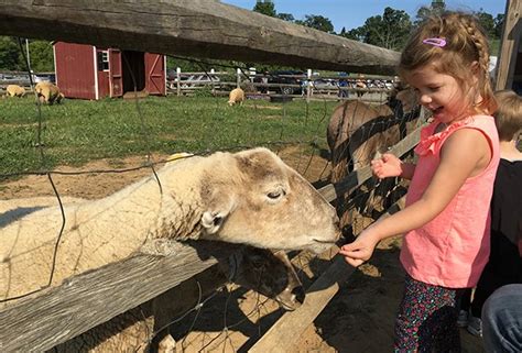 Farm Petting Zoo Near Me : Animal Farms And Petting Zoos In Pretoria Pretoria : Cranbury brook ...