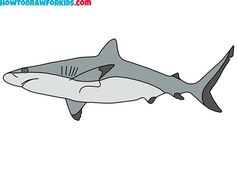 How to Draw a Realistic Shark - Easy Drawing Tutorial For Kids