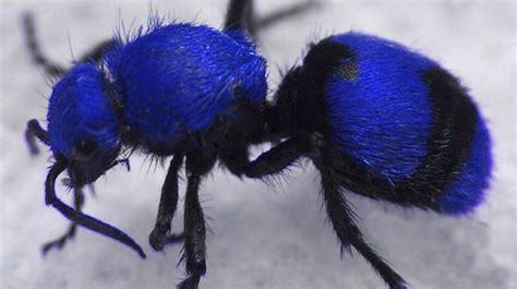 Blue velvet ant (With images) | Insects, Weird animals, Ants