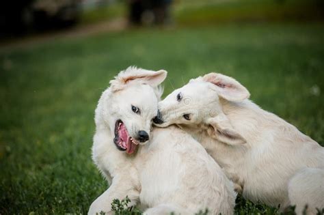 Golden retriever puppies stock photo. Image of gold, lawn - 44099970