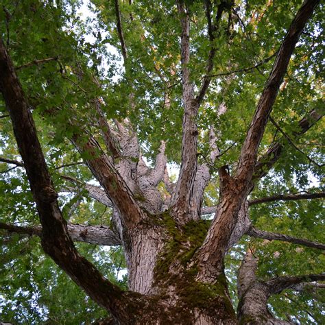 White Oak Tree – Green Thumbs Garden