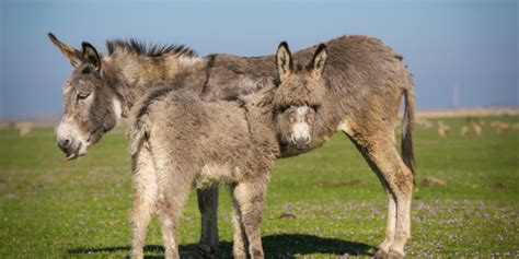 150+ Cute And Funny Donkey Names (2023)