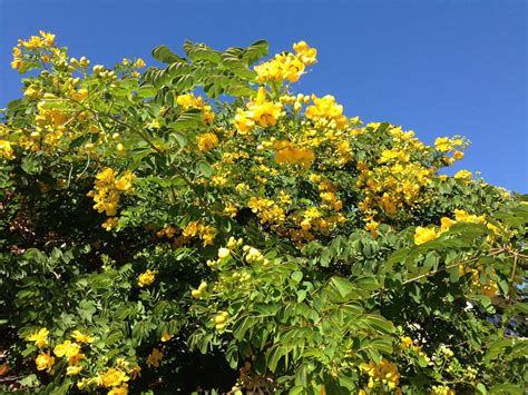 Yellow-flowering cassia is a fall spectacle