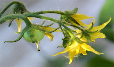 Flowering Tomato Plant Photograph by Pat Cook