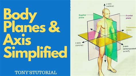 BODY PLANES & AXIS SIMPLIFIED # Sagittal, Coronal & Transverse Planes - YouTube