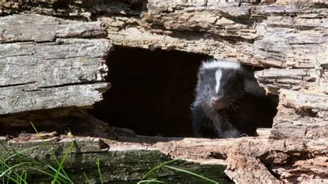 Do Skunks Burrow? What Does A Skunk Hole Look Like