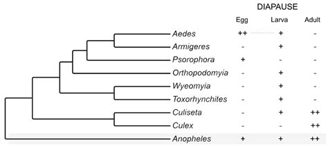 6. Evolution of life cycle stage of diapause in mosquitoes (Cladogram ...