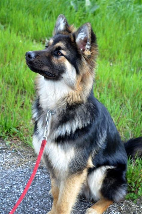 12 Grooming Tips for Long Haired German Shepherd – HairstyleCamp