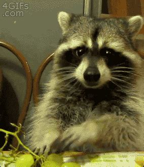 They let them sit at their dinner tables. | Cute raccoon, Cute animals, Cute animal videos