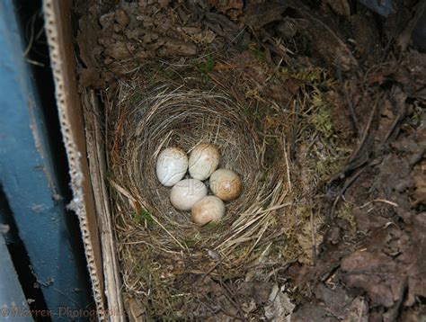 European Robin nest with eggs photo WP14969