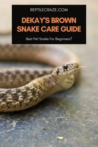 DeKay’s Brown Snake Care: Best Beginner Snake! - Reptile Craze