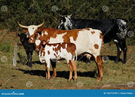 Nguni Cattle Royalty-Free Stock Image | CartoonDealer.com #15797008