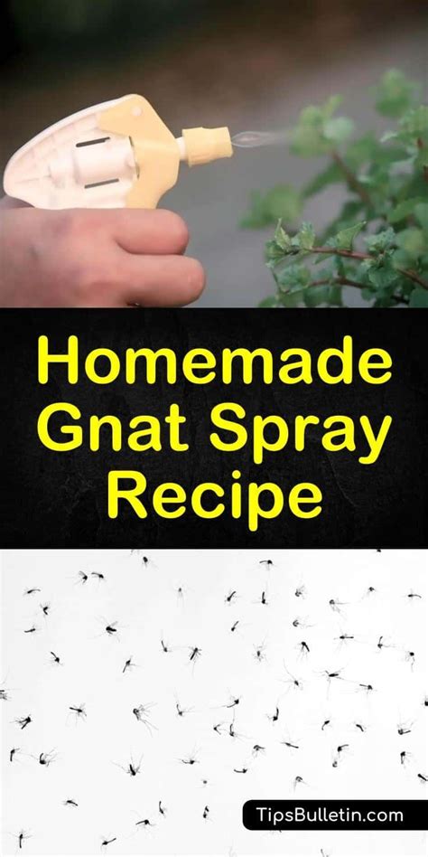 Homemade Gnat Spray Recipe - What Can I Spray to Get Rid of Gnats? | Recipe | Plant pests, Gnat ...