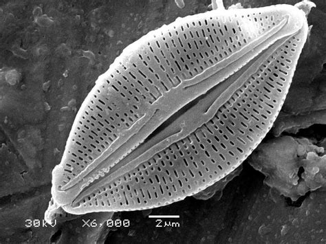 Diatom – Geology is the Way