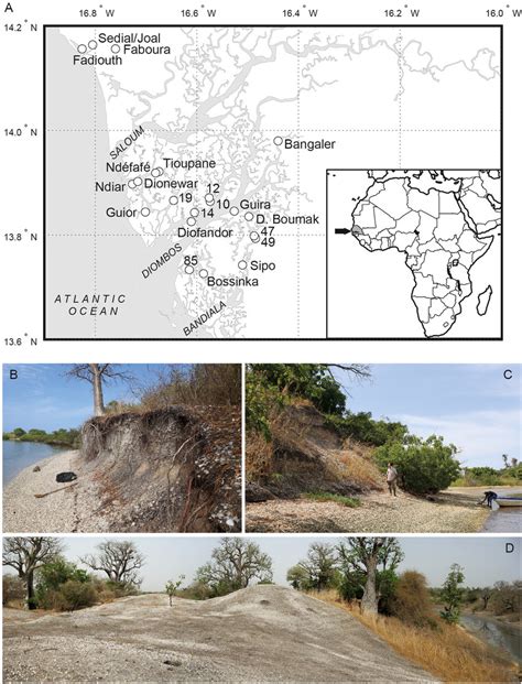 (A) Map of the Sine-Saloum study area, Senegal. Location of the shell ...