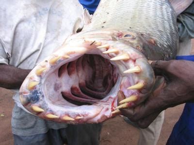 The legendary Tigerfish