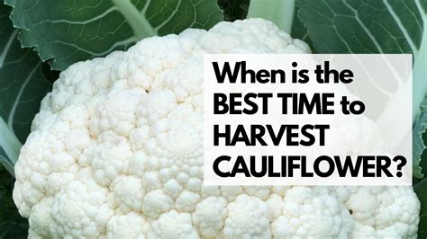 When is the BEST TIME to HARVEST CAULIFLOWER? Learn when and how to ...