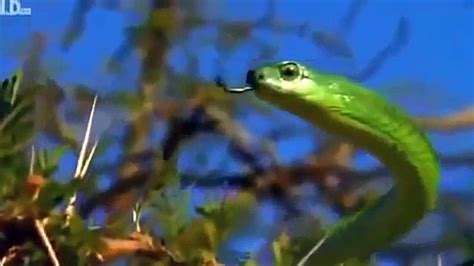 Worlds Deadliest Snakes National Geographic documentary - Dailymotion Video